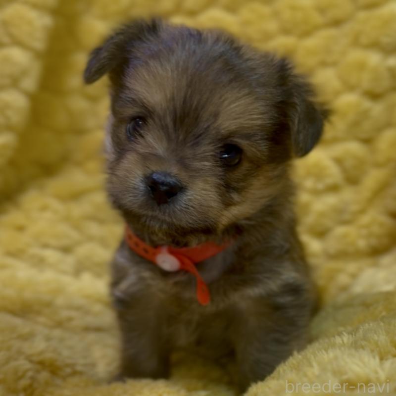 成約済の神奈川県のミックス犬-422170の8枚目