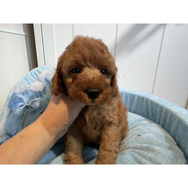 販売中の埼玉県のミニチュアプードル-425148の9枚目