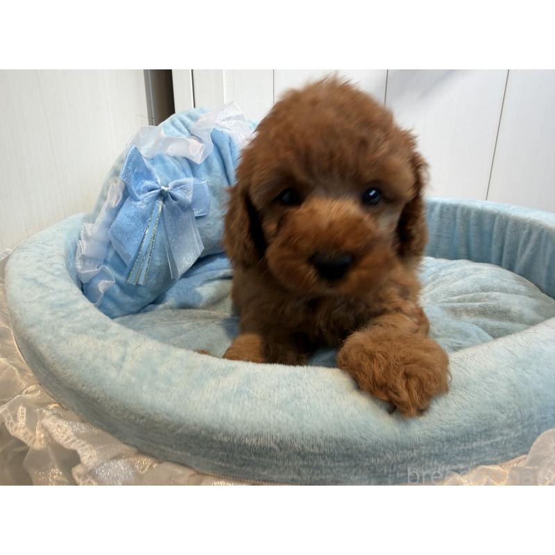 販売中の埼玉県のミニチュアプードル-425148の8枚目