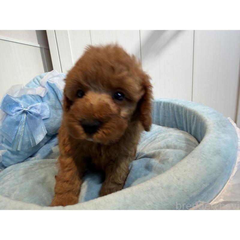 販売中の埼玉県のミニチュアプードル-425148の7枚目