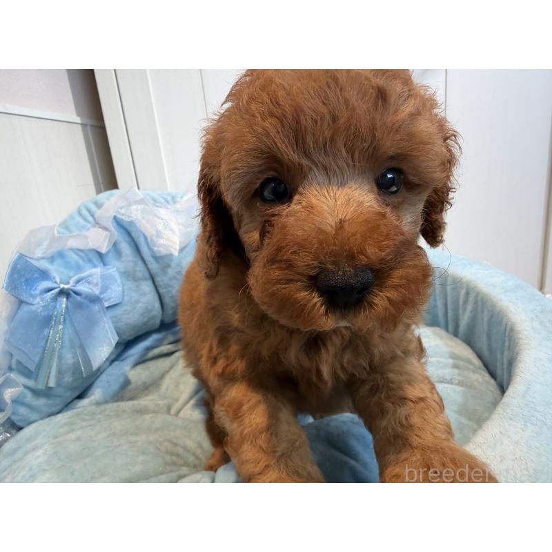 販売中の埼玉県のミニチュアプードル-425148の6枚目