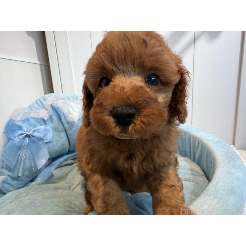 販売中の埼玉県のミニチュアプードル-425148の5枚目