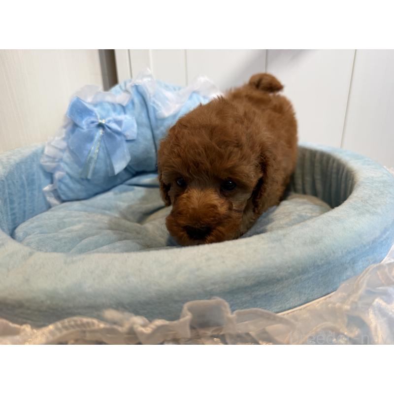 販売中の埼玉県のミニチュアプードル-425148の4枚目