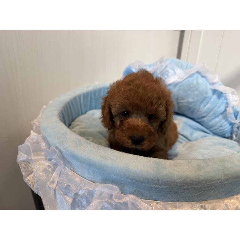 販売中の埼玉県のミニチュアプードル-425148の2枚目