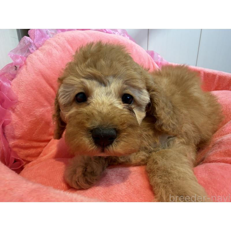 販売中の埼玉県のミニチュアプードル-425150の11枚目