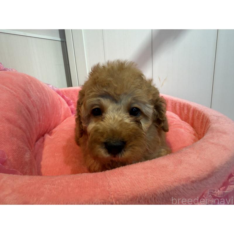 販売中の埼玉県のミニチュアプードル-425150の10枚目