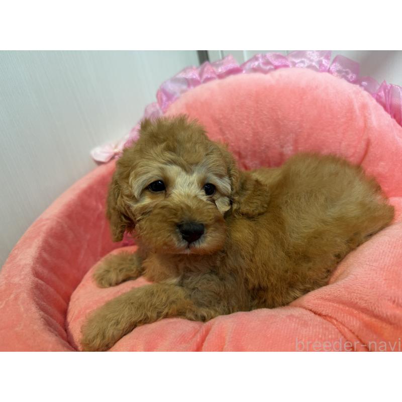 販売中の埼玉県のミニチュアプードル-425150の9枚目