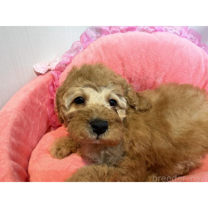 販売中の埼玉県のミニチュアプードル-425150の8枚目