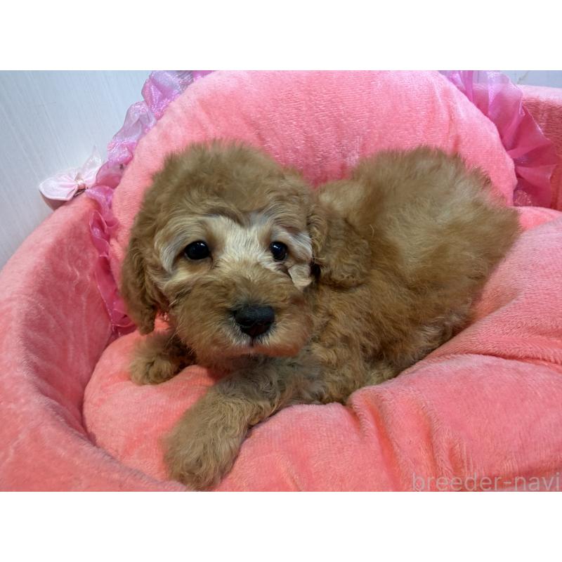 販売中の埼玉県のミニチュアプードル-425150の7枚目