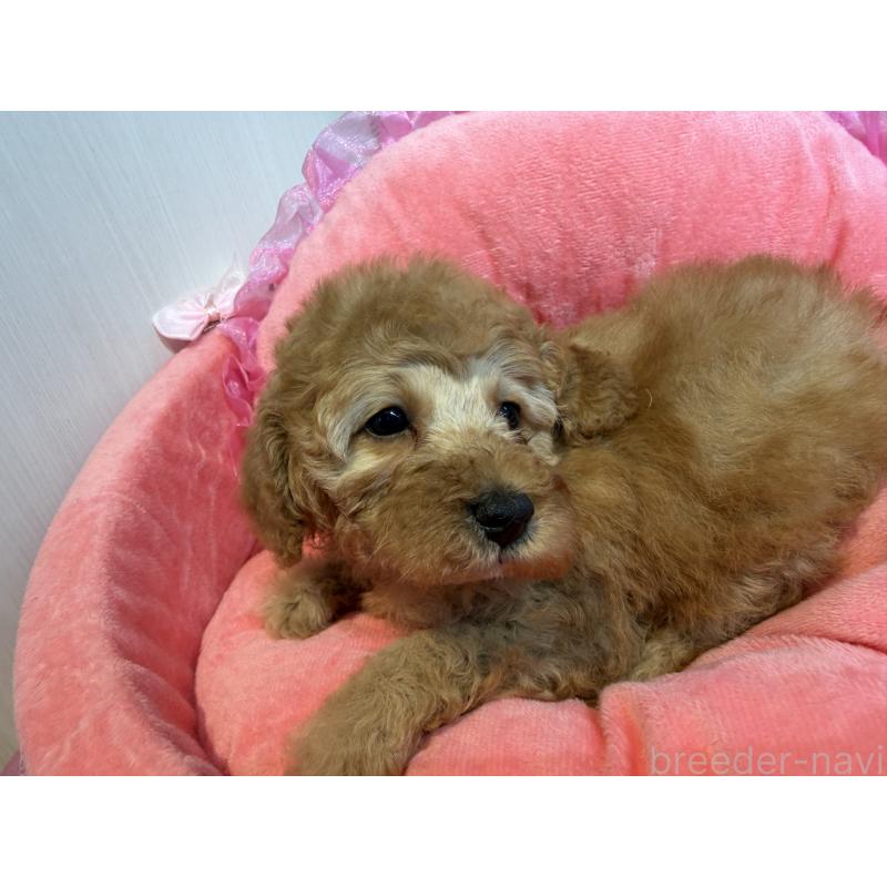 販売中の埼玉県のミニチュアプードル-425150の6枚目