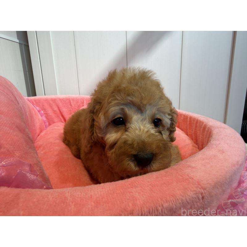 販売中の埼玉県のミニチュアプードル-425150の4枚目