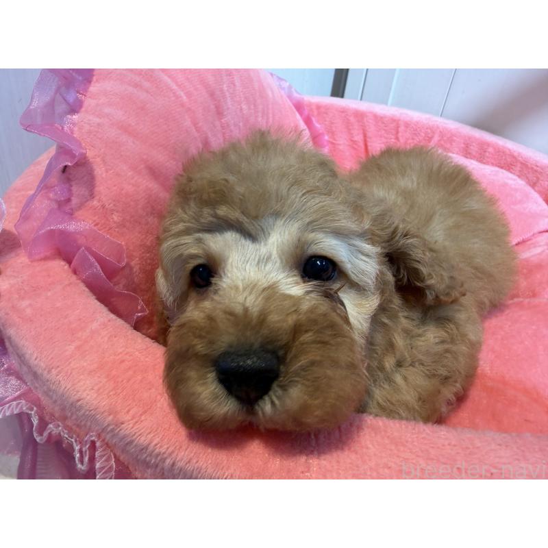 販売中の埼玉県のミニチュアプードル-425150の3枚目