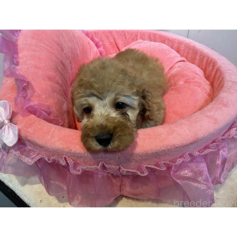 販売中の埼玉県のミニチュアプードル-425150の2枚目