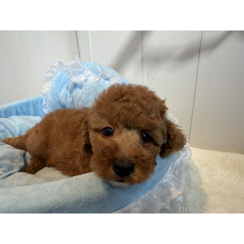 販売中の埼玉県のミニチュアプードル-425151の8枚目