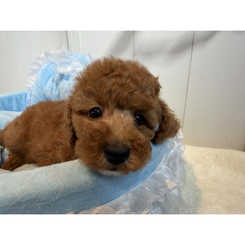 販売中の埼玉県のミニチュアプードル-425151の7枚目