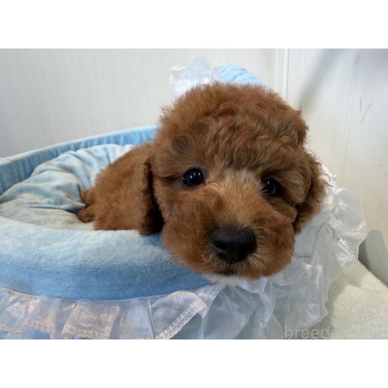 販売中の埼玉県のミニチュアプードル-425151の6枚目