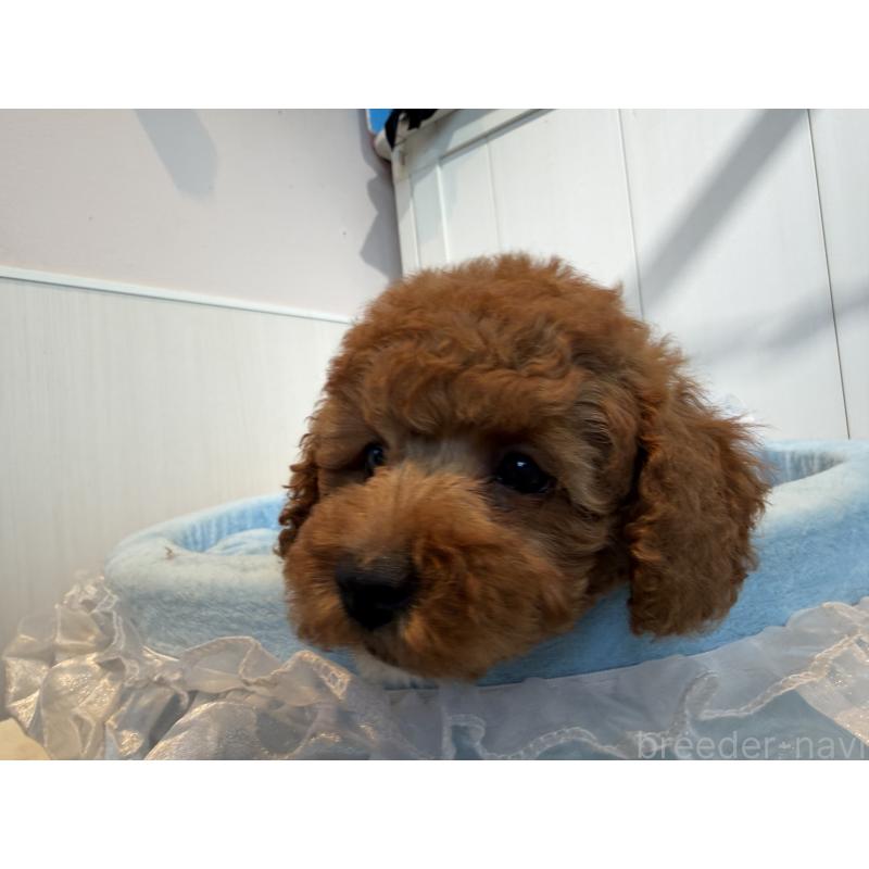 販売中の埼玉県のミニチュアプードル-425151の5枚目