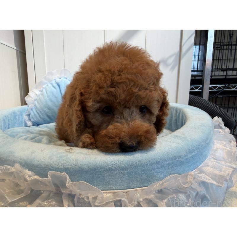 販売中の埼玉県のミニチュアプードル-425151の4枚目