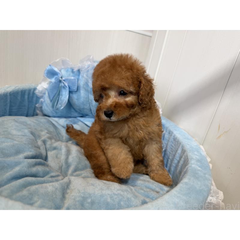 販売中の埼玉県のトイプードル-425152の8枚目