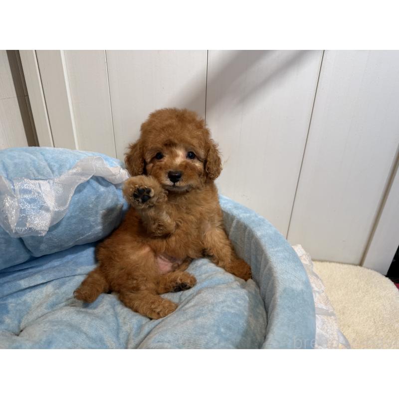 販売中の埼玉県のトイプードル-425152の7枚目