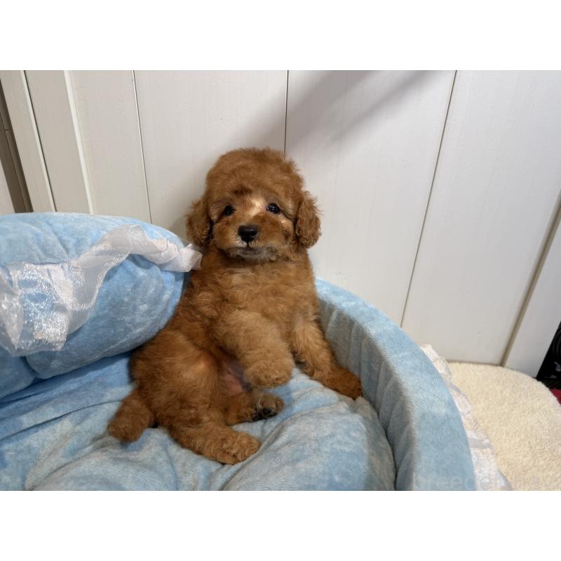 販売中の埼玉県のトイプードル-425152の5枚目