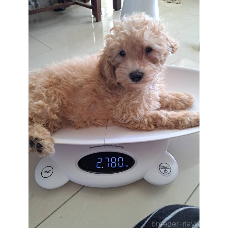 販売中の東京都のラブラドゥードル:ラブラドールレトリーバー×プードル-410140の11枚目