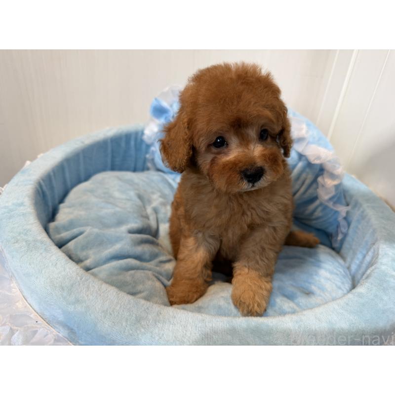 販売中の埼玉県のトイプードル-425152の4枚目