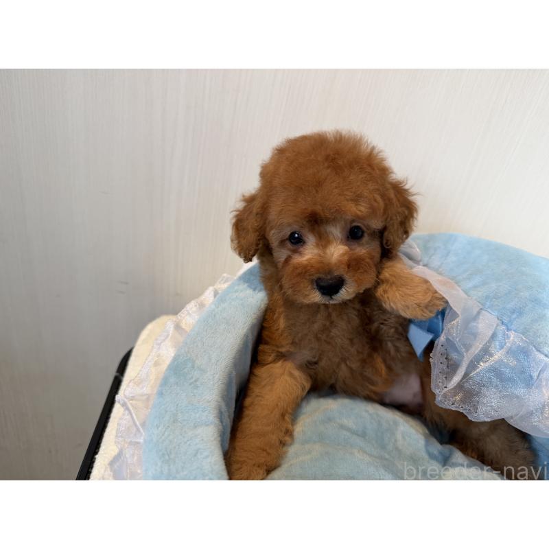 販売中の埼玉県のトイプードル-425152の3枚目