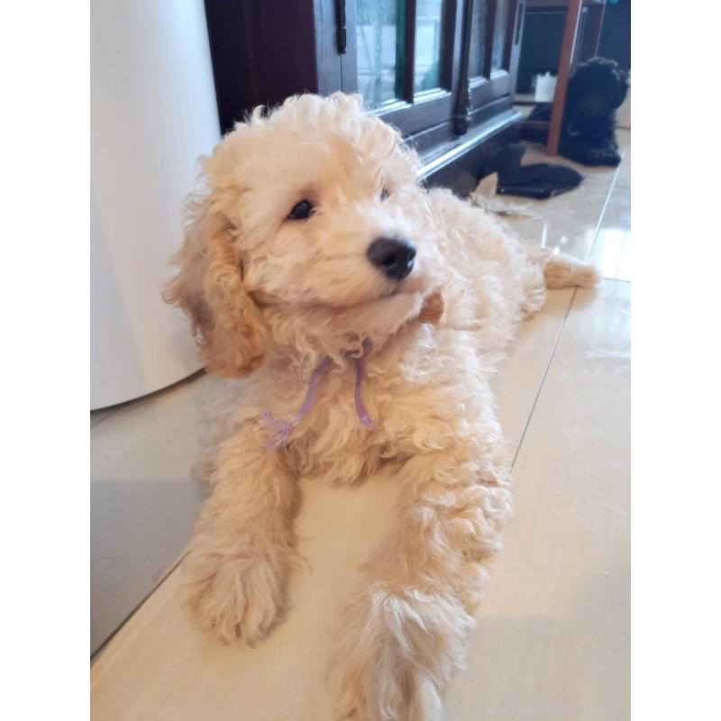 販売中の東京都のラブラドゥードル:ラブラドールレトリーバー×プードル-410140の10枚目