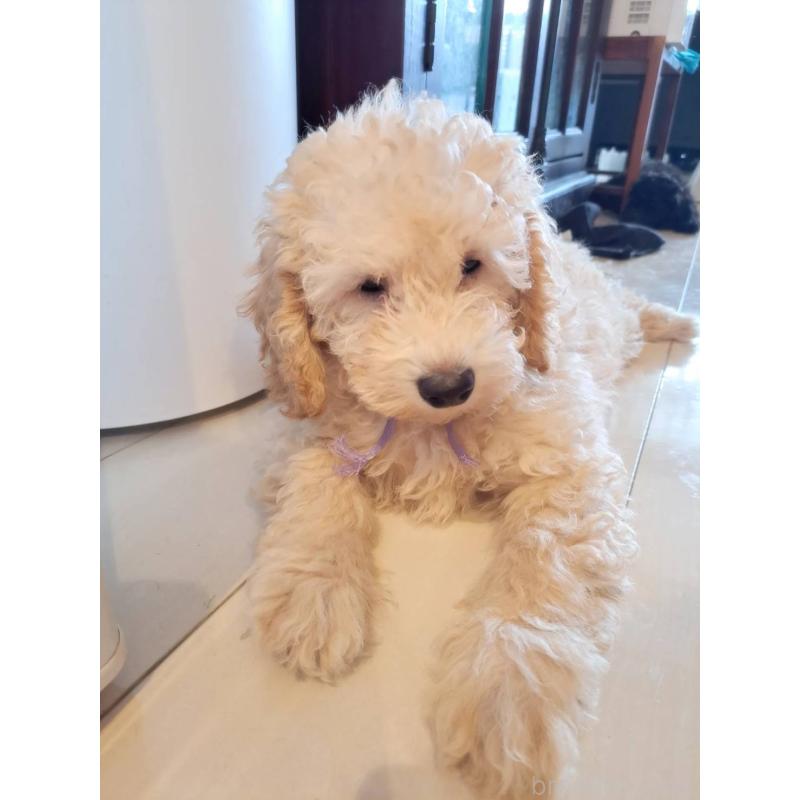 販売中の東京都のラブラドゥードル:ラブラドールレトリーバー×プードル-410140の9枚目