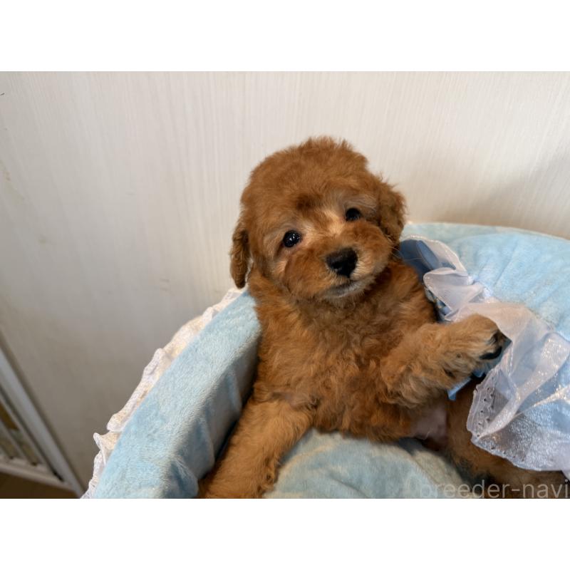 販売中の埼玉県のトイプードル-425152の2枚目