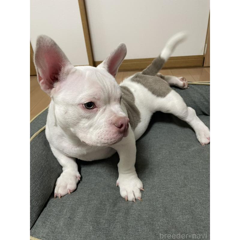 商談中の静岡県のエキゾチックブリー-410784の2枚目