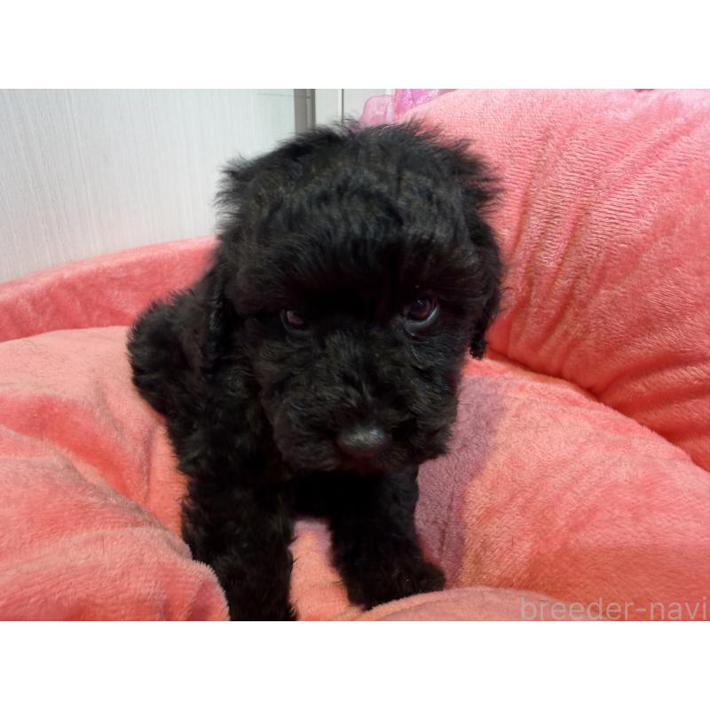販売中の埼玉県のトイプードル-425154の3枚目