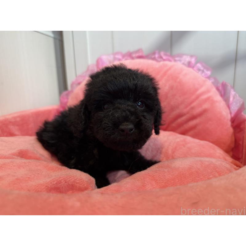 販売中の埼玉県のトイプードル-425154の2枚目