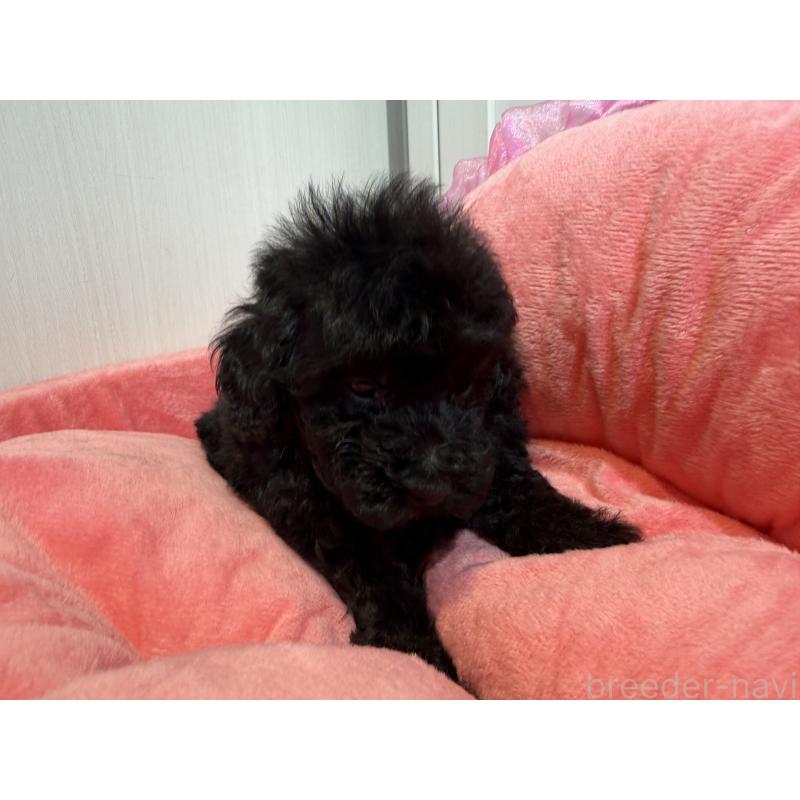 販売中の埼玉県のトイプードル-425155の5枚目