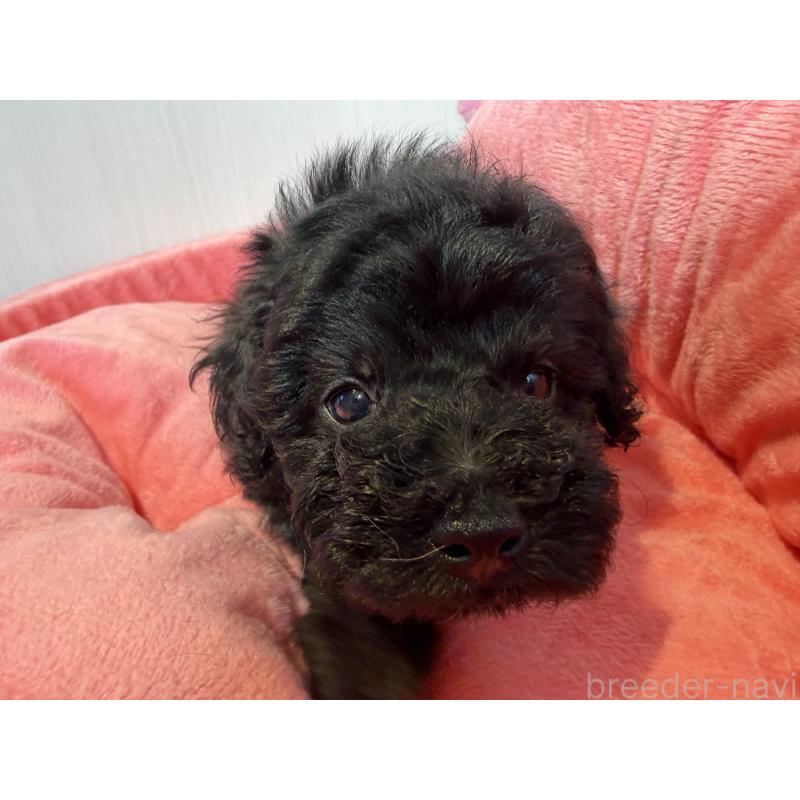 販売中の埼玉県のトイプードル-425155の3枚目