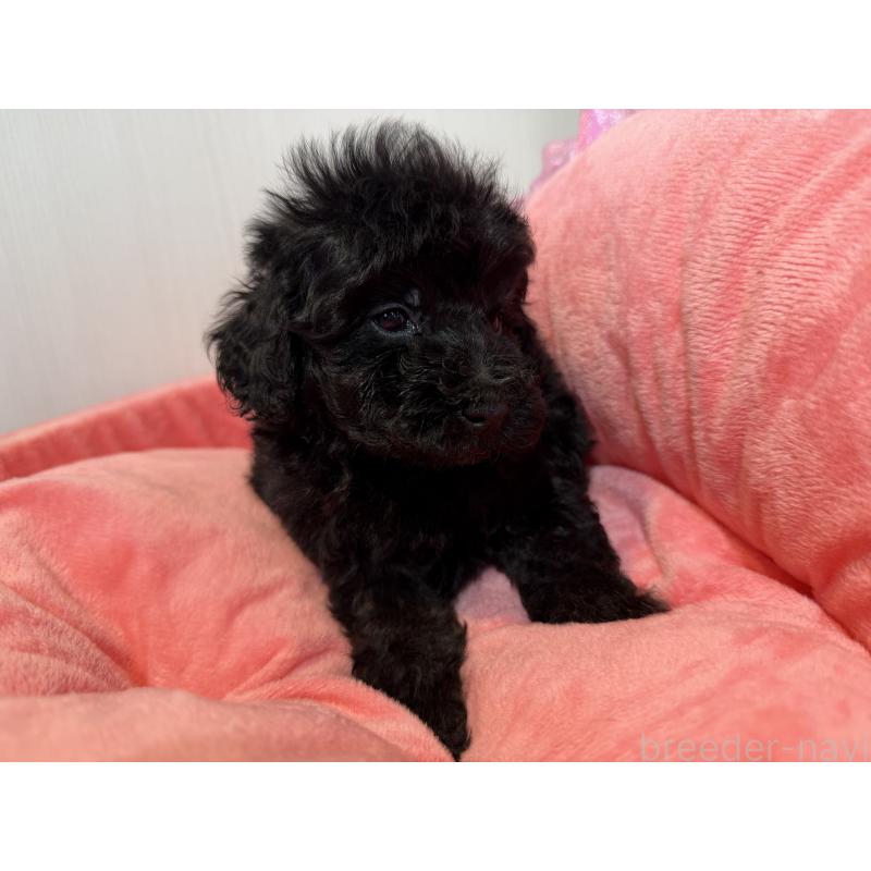 販売中の埼玉県のトイプードル-425155の2枚目