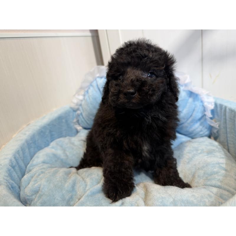 販売中の埼玉県のトイプードル-425157の4枚目