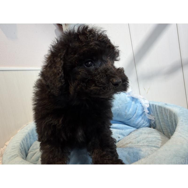 販売中の埼玉県のトイプードル-425157の2枚目