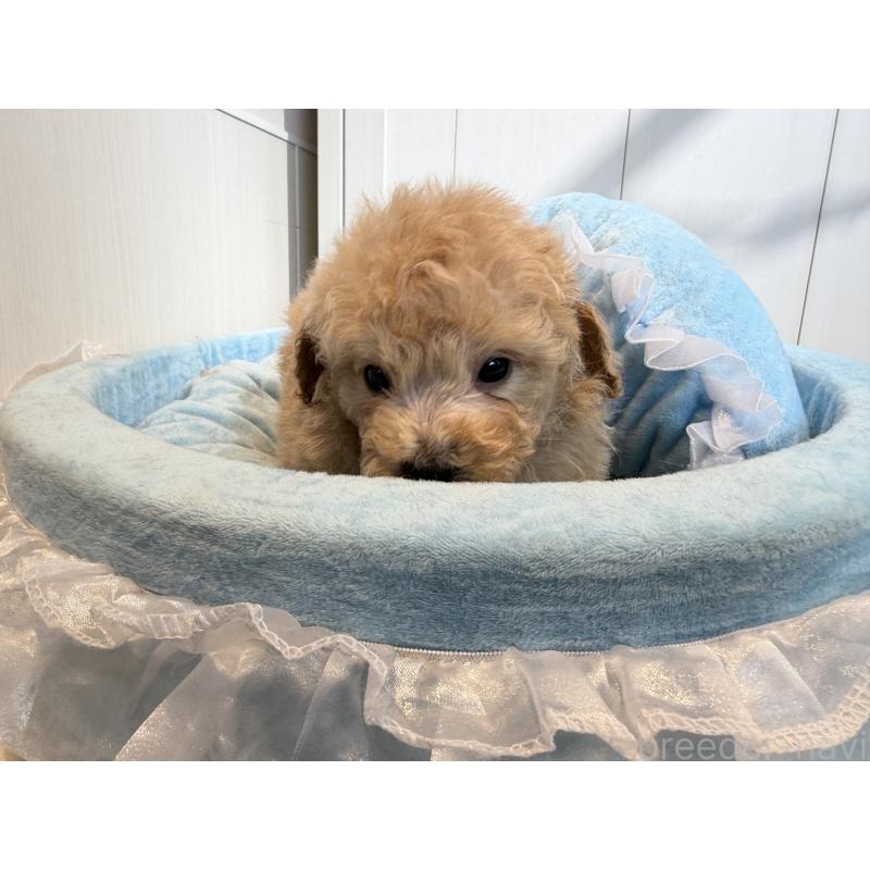 販売中の埼玉県のトイプードル-425158の6枚目