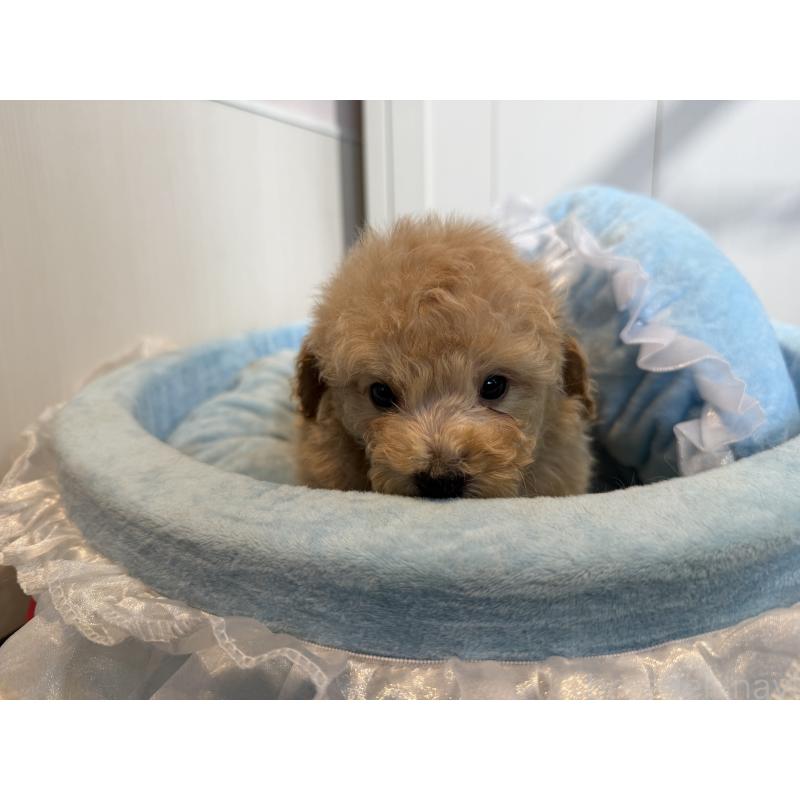 販売中の埼玉県のトイプードル-425158の5枚目