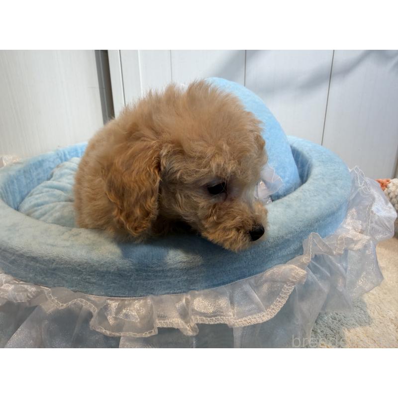 販売中の埼玉県のトイプードル-425158の4枚目