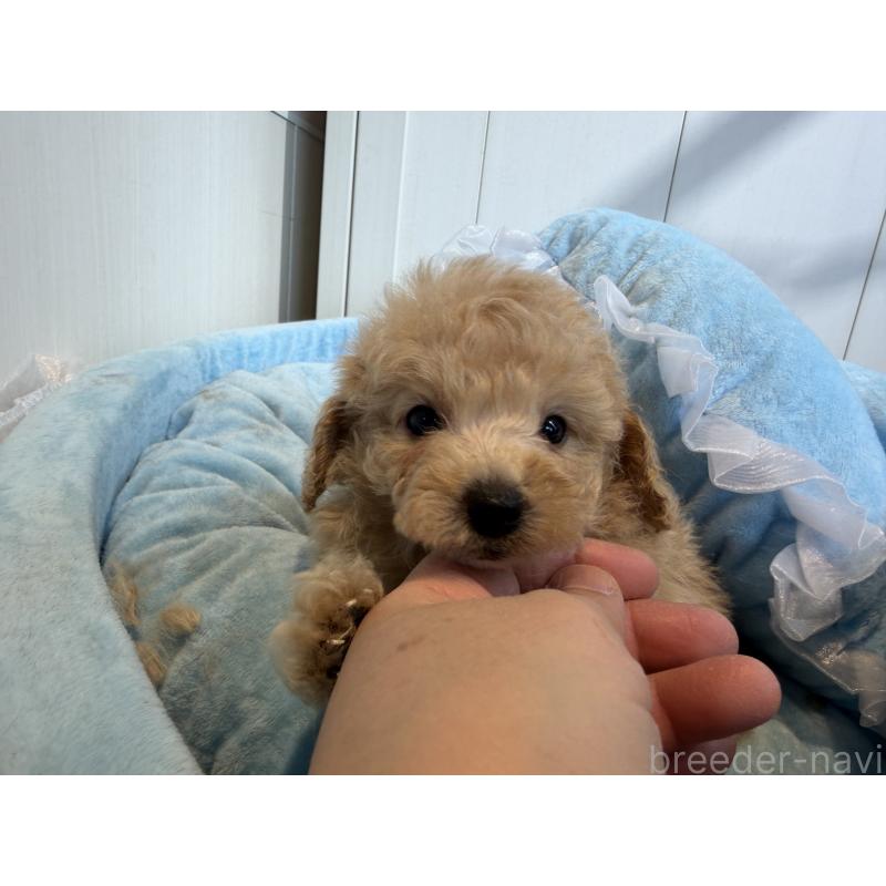 販売中の埼玉県のトイプードル-425158の3枚目