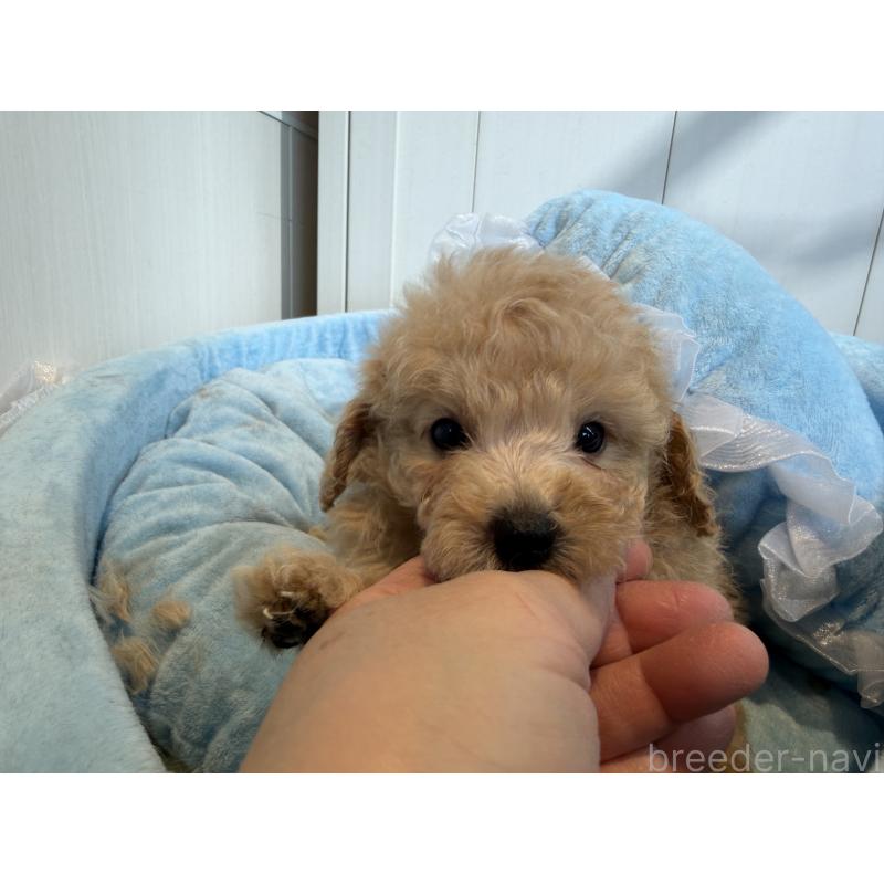 販売中の埼玉県のトイプードル-425158の2枚目