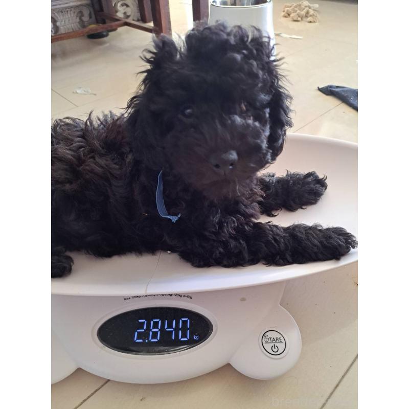 販売中ののラブラドゥードル:ラブラドールレトリーバー×プードル-409556