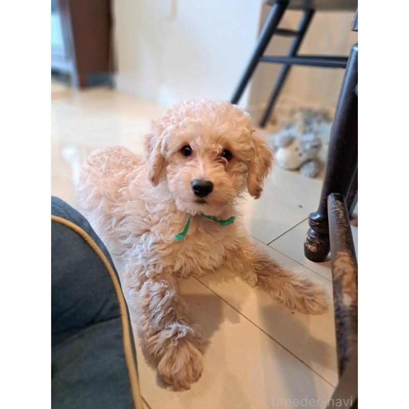 販売中の東京都のラブラドゥードル:ラブラドールレトリーバー×プードル-410126の8枚目