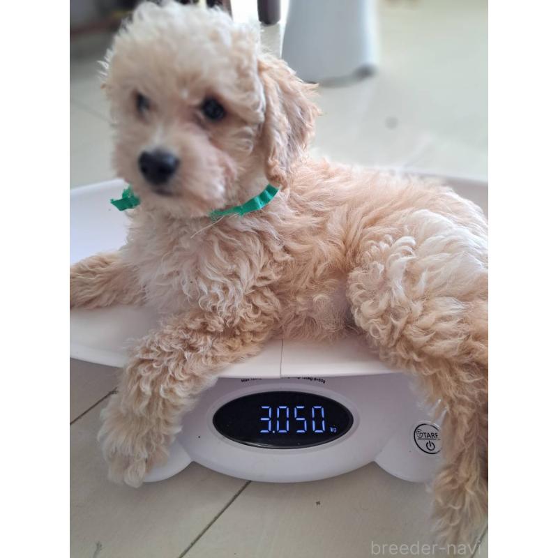 販売中の東京都のラブラドゥードル:ラブラドールレトリーバー×プードル-410126の7枚目