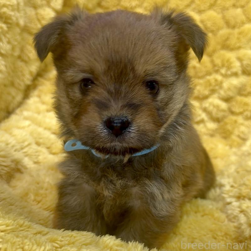 商談中の神奈川県のミックス犬-422167の10枚目