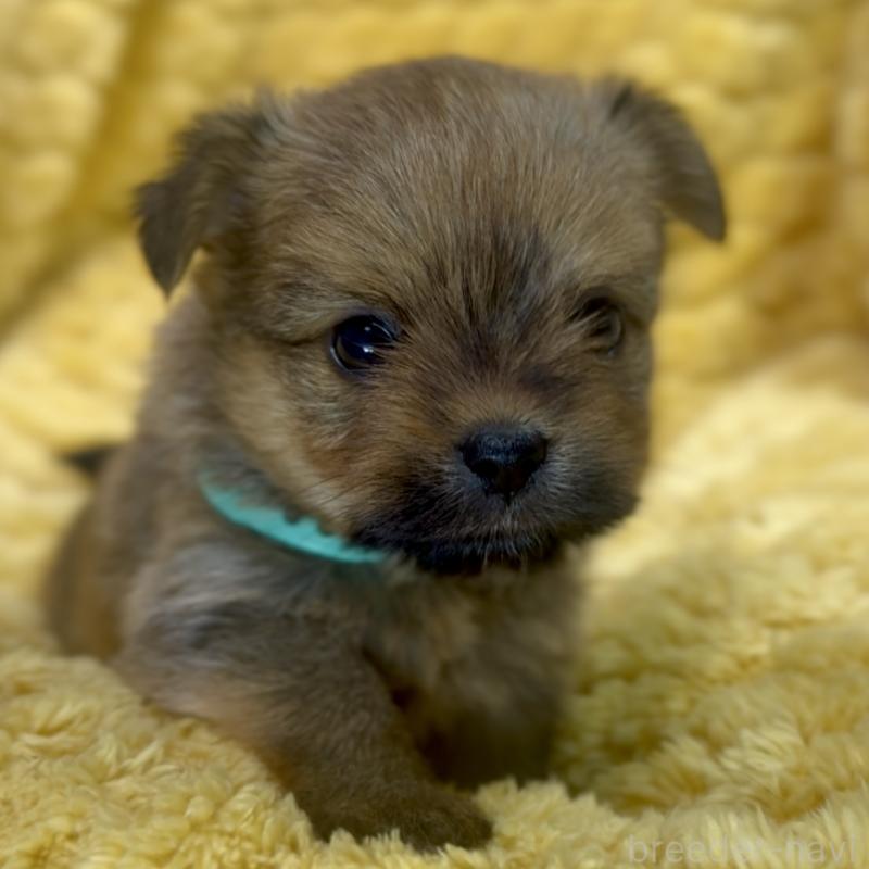 成約済の神奈川県のミックス犬-422169の7枚目