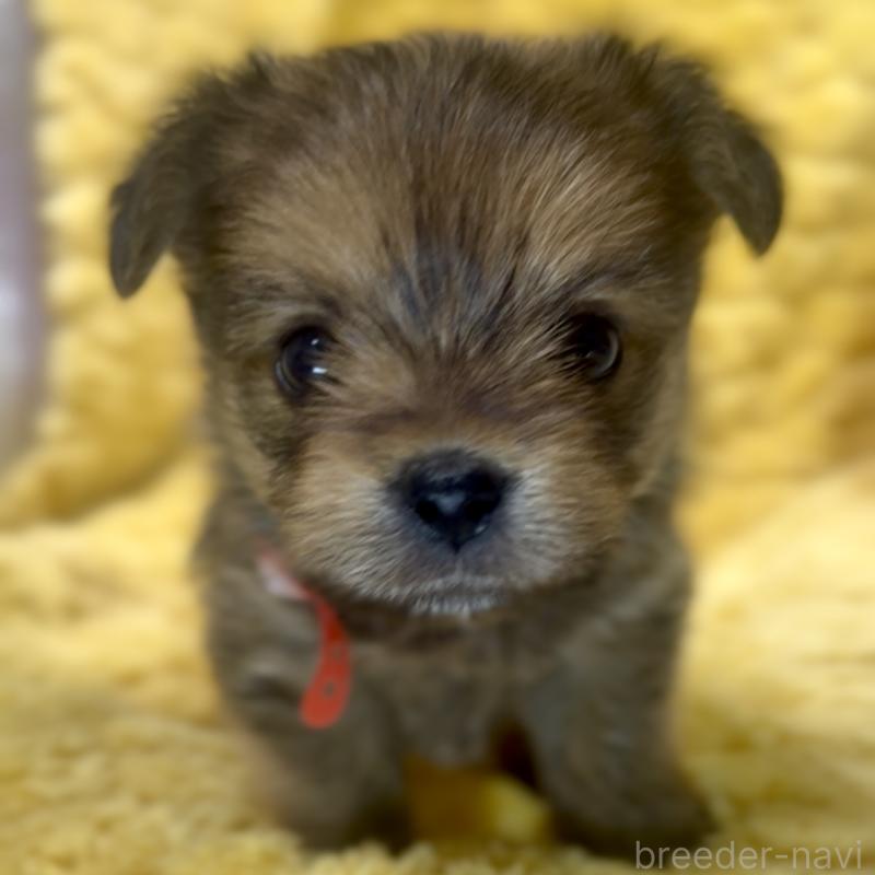 成約済の神奈川県のミックス犬-422170の7枚目